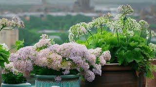 La valeriana y sus beneficios 🌿🍀🌱☘️🌼🥒🌿🌵🫒🥦🍒🍊 [upl. by Nylasor]