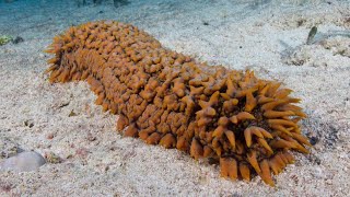 Facts The Sea Cucumber [upl. by Veneaux]