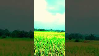 Sur tem santhali Ringtone 2024 viralvideo ringtone music [upl. by Schoenburg319]