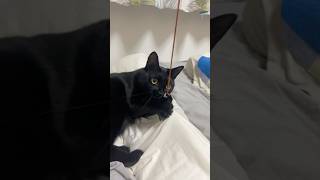 Cute cat videokabaddikimpro828cricket小猫funny猫館 [upl. by Amrita]