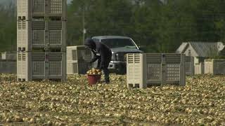 2024 Vidalia Onions Harvest Underway [upl. by Anali]