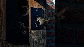 Ein Zaunkönig am Nistkasten 1  Eurasian wren at nesting box 1 04112024 [upl. by Ecnarepmet]