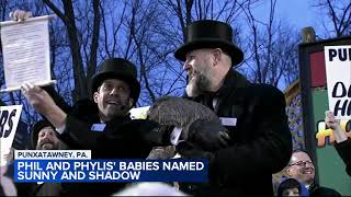 Punxsutawney Phils babies are named Shadow and Sunny [upl. by Arinaid]