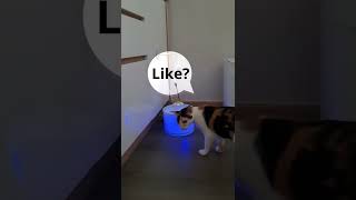 Smart cat water fountain  Your cat gonna love it [upl. by Aihsikal]