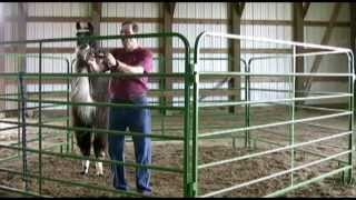 Approach Halter and Lead Your Camelids With Ease [upl. by Icaj]