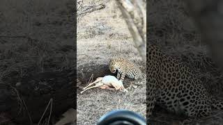 Leopard Plucks Fur from Its Prey [upl. by Myk]