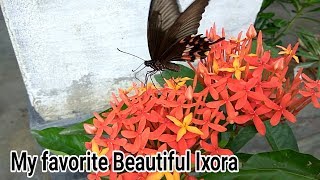 How to Care for an Ixora Plant  Beautiful ixora [upl. by Vlad]