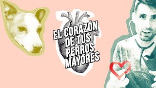 Enfermedad del corazón en perros mayores 4 síntomas de cardiopatía en tu compañero canino 🐶💓 [upl. by Clayton]