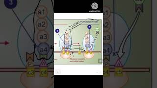 Mechanism of action of azithromycin clindamycin and streptogramins pharamacology antimicrobial [upl. by Battat]