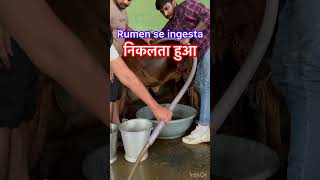 Impaction of rumen l Draining of ingesta l dr Umar khan ￼ [upl. by Suiradel960]