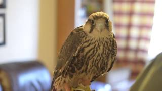 Sierra Lanner Falcon Facts [upl. by Petrine789]