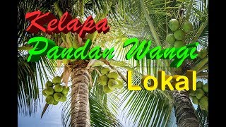 Kelapa Pandan Wangi LokalKendal [upl. by Pouncey]