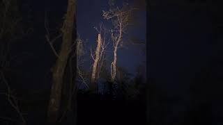 Tree Stand VideoTuesday November 19 viewer discretion advised [upl. by Tabbatha]