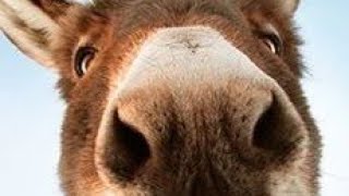 Beautiful Animal sounds Dog Cat Chicken Elephant Cow Sheep  Animal Moments [upl. by Nyrehtak]