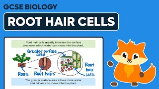 Root Adaptations  GCSE Biology  kaysciencecom [upl. by Hayyifas179]