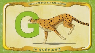 Multipédia des animaux  La lettre G  le Guépard [upl. by Eclud]