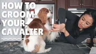 GROOMING MY DOGS AT HOME  Cavalier King Charles Spaniel [upl. by Ahsenauj]