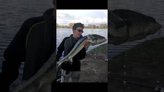 STORIONE IN DIRETTA a FEEDER fishing pesca carpfishing [upl. by Yeffej457]