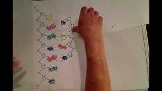 DNA III 5 to 3 triphosphates [upl. by Shamma]