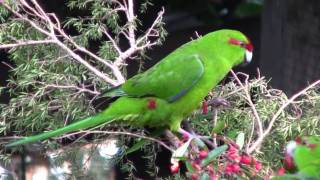 KakarikiNew Zealand Red Crowned ParakeetCanon HF10 [upl. by Haibot]