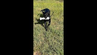 Swimby has Scoter graduated  Dog Training  Gun Dog  Gun Dog Training  Pitboss Waterfowl [upl. by Chicky]