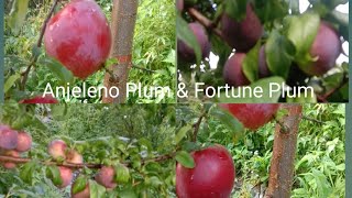 Angeleno Plum amp Fortune Plum parvativalley kullu plumfruit [upl. by Anayt]