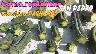 COMO REPLANTAR CACTUS SAN PEDRO  reproducción por corte Echinopsis PACHANOI [upl. by Namurt]