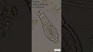 rotifer eating bacteria  compost microbe [upl. by Dinnie]