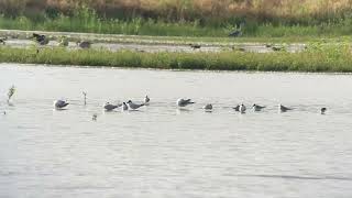 Gullbilled Tern  Gelochelidon nilotica  Lachstern 17 augustus 2024 [upl. by Bergeron]