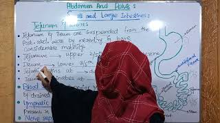 Anatomy of Jejunum and Ileum  small Intestine anatomy  ayeshamedicaleducation [upl. by Nolaf]