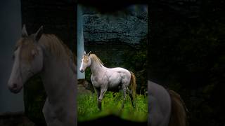 Best Andalusian horse in red dead redemption 2 rdr2gameplay horsebreeds rdr2 [upl. by Araas70]