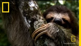 Sloth Sleep Study  National Geographic [upl. by Iorio]