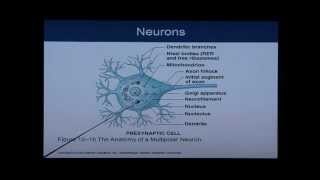 Anatomy and Physiology Chapter 12 Part 1 Nervous SystemNeural Tissue Anatomy and Physiology Help [upl. by Katinka]