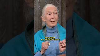 janegoodallinst finds that some male politicians are not too different from chimpanzees colbert [upl. by Eiggem]