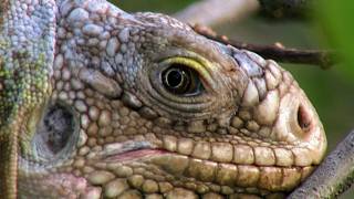 Au coeur de la biodiversité des Antilles [upl. by Emoreg]