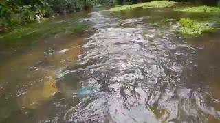 Cryptocoryne and Aponogeton in a stream in the Western Ghats View in HD [upl. by Nonad]