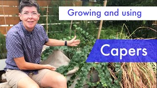 Growing preserving and cooking with capers and caperberries [upl. by Gonnella898]