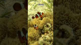 I found 2 Nemo 🐟🐠 nemo fish [upl. by Ahsiekahs]