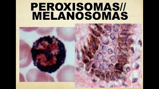 HISTO TIPS PEROXISOMAS MELANOSOMAS Y ENDOSOMAS [upl. by Miof Mela]