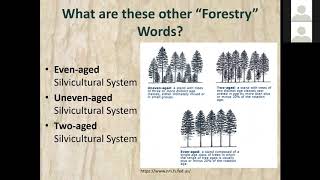 Silviculture amp Forest Management in a Nutshell with NJ Forest Service [upl. by Tabbatha]