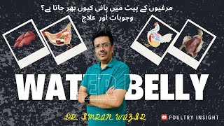 Water belly Ascites in Chicken  signs  symptoms and treatment  DR  Imran Wazir [upl. by Llewen]