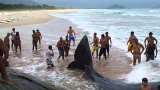 Baleia encalhada na Praia do Sul em Ilha Grande [upl. by Gault]