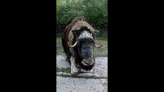 Musk Ox [upl. by Lerner]