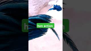 wow hen video sound life video [upl. by Oxford]