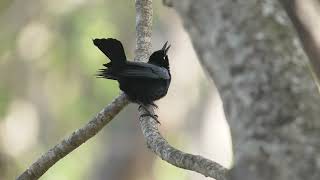 Grackle Call Normal and In Slow Motion [upl. by Kovacs958]