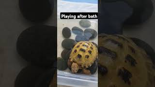 Trunky the Horsefield Tortoise playing after bath 🛁 shorts pets happy animals funny [upl. by Ted862]