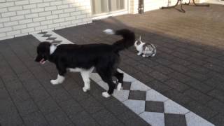 Want to see Border collie herding rabbits [upl. by Ariam528]