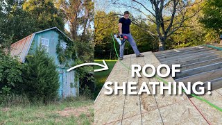 Sheathing the Roof  Abandoned Shed to House Renovation [upl. by Bohs]