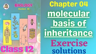 Molecular Basis of Inheritance class 12 biology chapter 4 Exercise solutions [upl. by Terryl261]