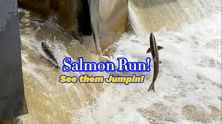 Salmon Run See them Jumping salmonrun nature [upl. by Ahsinyt]